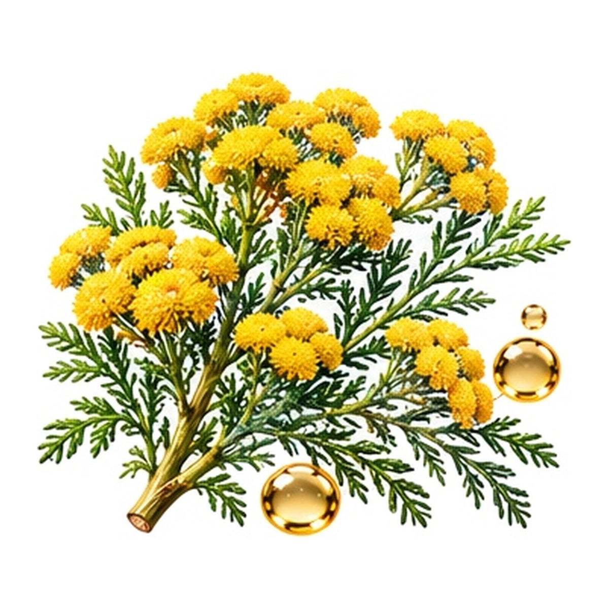 Blue Tansy Essential Oil